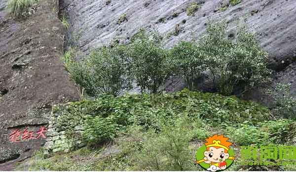 武夷山大红袍母树多少年历史,武夷山大红袍母树有多少棵