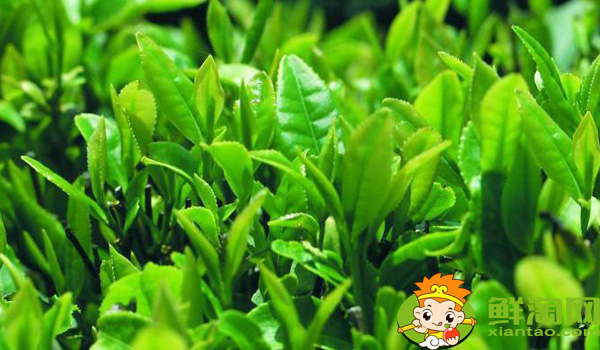 武夷山大红袍母树多少年历史,武夷山大红袍母树有多少棵