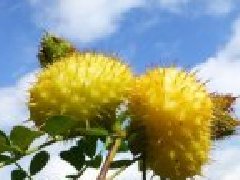 刺梨种类有哪些,哪种刺梨品种好