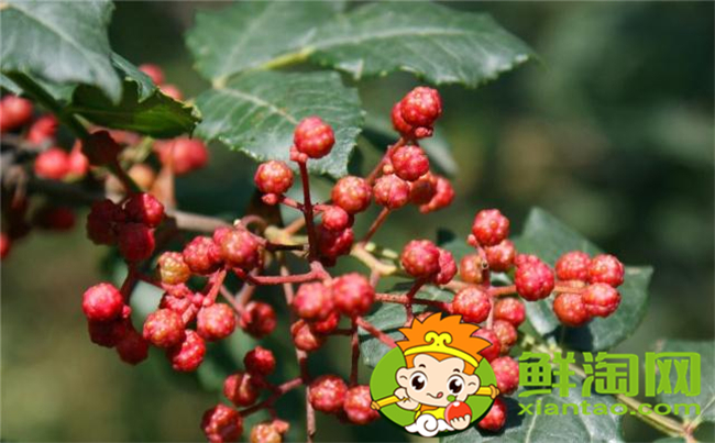 从花椒树上摘的花椒用晾吗,新摘的花椒要怎么处理