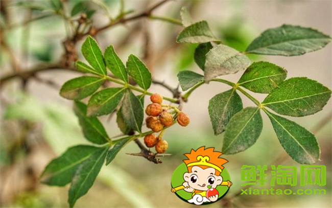 从花椒树上摘的花椒用晾吗,新摘的花椒要怎么处理