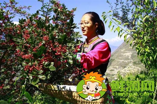 从花椒树上摘的花椒用晾吗,新摘的花椒要怎么处理