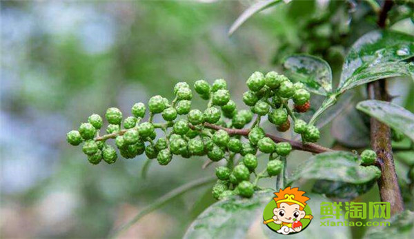 青花椒什么季节成熟,花椒籽什么时候采最适宜