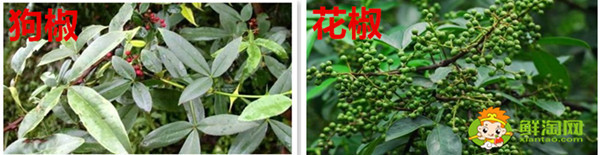 狗椒与花椒的区别图片,狗椒与花椒哪个好