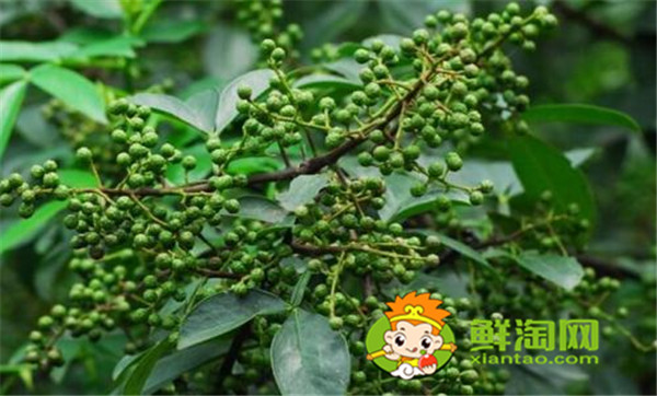 狗椒与花椒的区别图片,狗椒与花椒哪个好