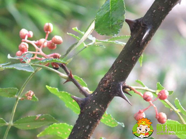 花椒树的刺扎手了有什么危险,花椒刺有什么毒性