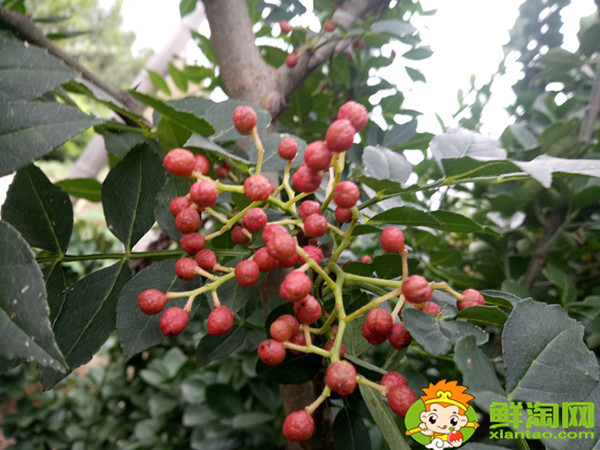 伏椒是属于哪个品种,伏椒刺为什么那么多