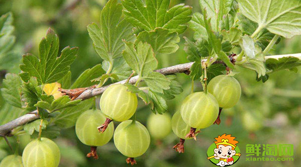 灯笼果皮可以吃吗,姑娘果有多少种吃法