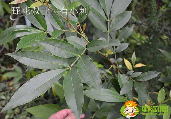 花椒叶有刺吗,无刺花椒和有刺花椒那个产量高