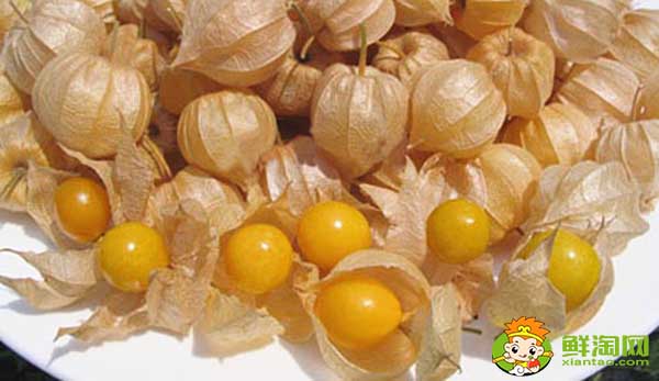 姑娘果是什么季节的水果，怎样挑熟透的姑娘果