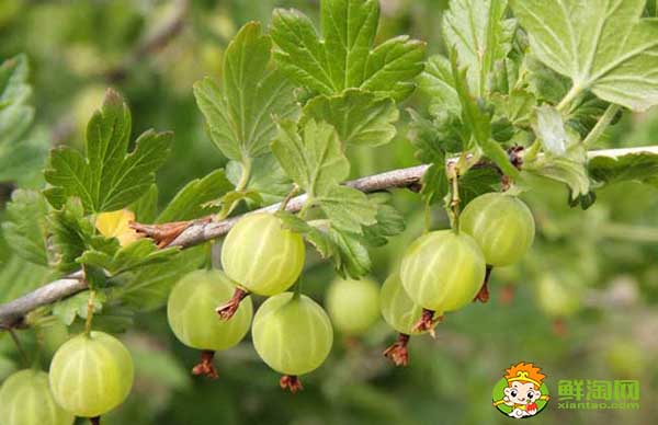 姑娘果是什么性的水果,姑娘果不能和什么同吃