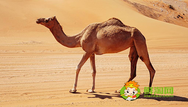 什么品种的骆驼最奶多,产奶多的骆驼品种