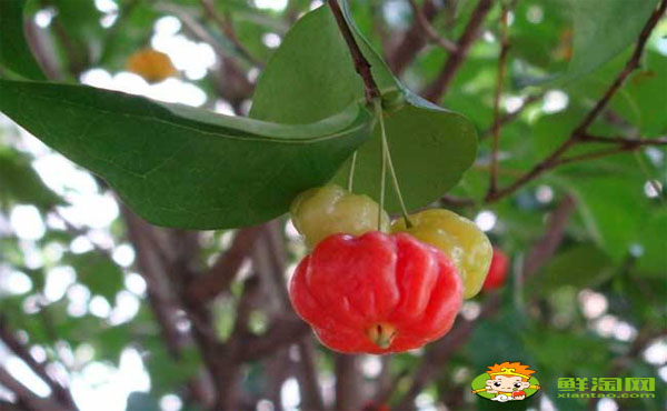 灯笼果怎么吃才好,红灯笼果和黄灯笼果哪个好吃