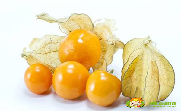 灯笼果怎么吃才好,红灯笼果和黄灯笼果哪个好吃