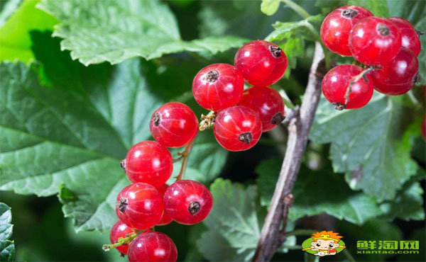 红醋栗好吃吗,红醋栗和灯笼果的区别