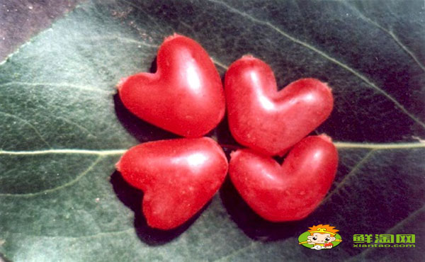 杈杷果陕西可以种吗,杈杷果可以大规模种植吗