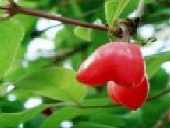 杈杷果陕西可以种吗,杈杷果可以大规模种植吗