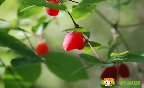 杈杷果陕西可以种吗,杈杷果可以大规模种植吗