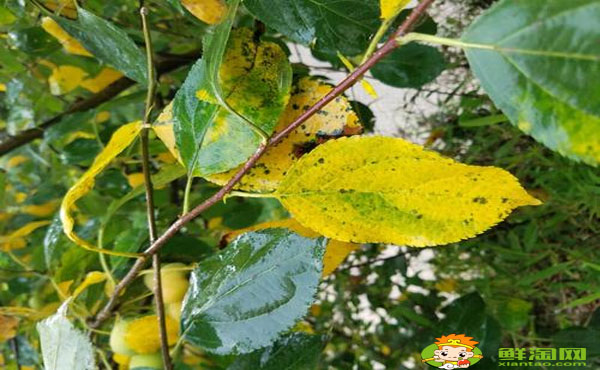 沙果用种子怎么种,沙果树叶黄是什么原因