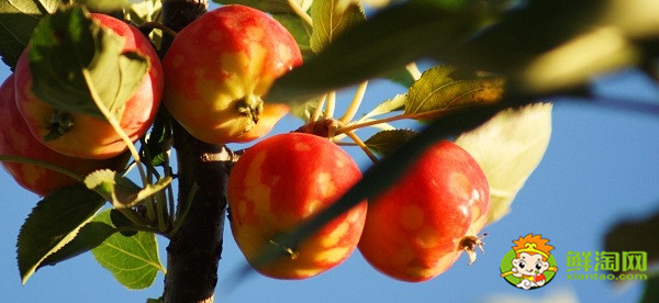 水果沙果是什么样子的水果,长的跟沙果相似的水果