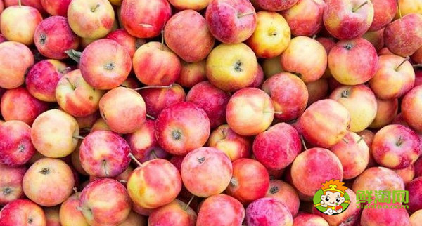 沙果多少钱一斤,沙果都有什么品种