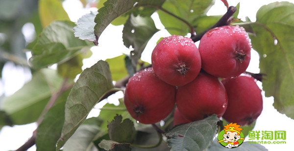 沙果多少钱一斤,沙果都有什么品种