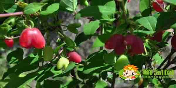 杈杷果什么时候成熟,杈杷果什么时候上市