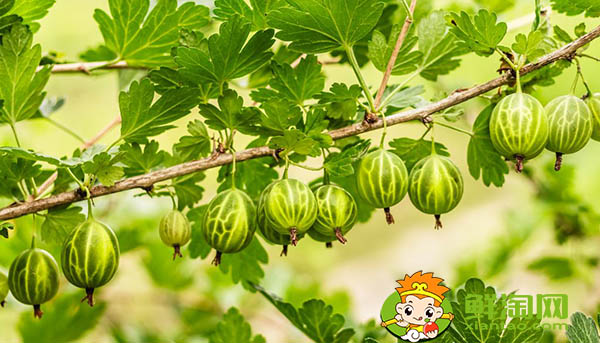 姑娘果和灯笼果一样吗,姑娘果的产地都有哪些地方