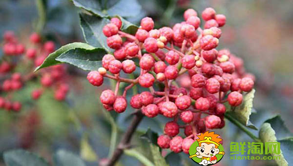 摘花椒的季节是什么时候,人工摘花椒的技巧