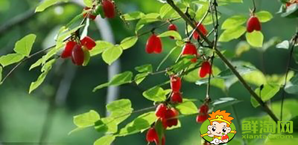 杈杷果多少钱一斤,杈杷果能深加工吗