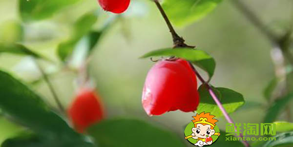 杈杷果多少钱一斤,杈杷果能深加工吗