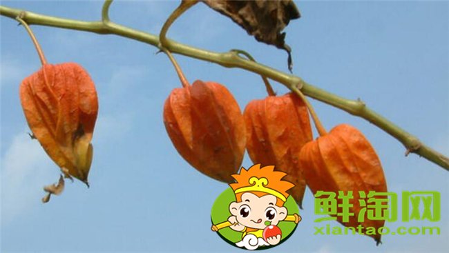 红姑娘和洋姑娘一样吗,红姑娘泡水一次几个