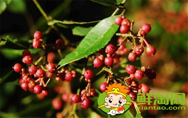 山花椒能吃吗，农村山上野花椒树图片