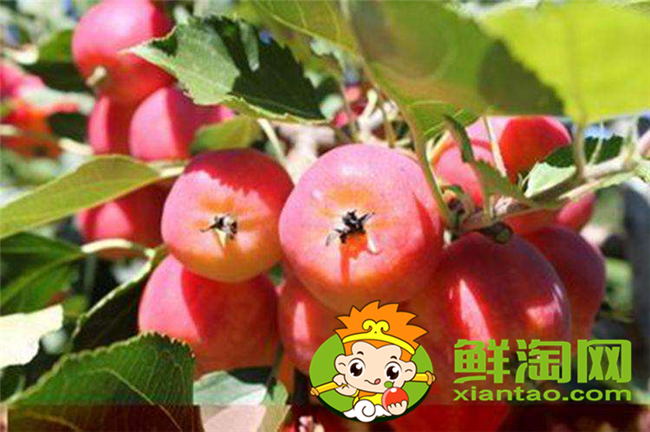 新鲜沙果怎样保存,沙果怎样保存时间长