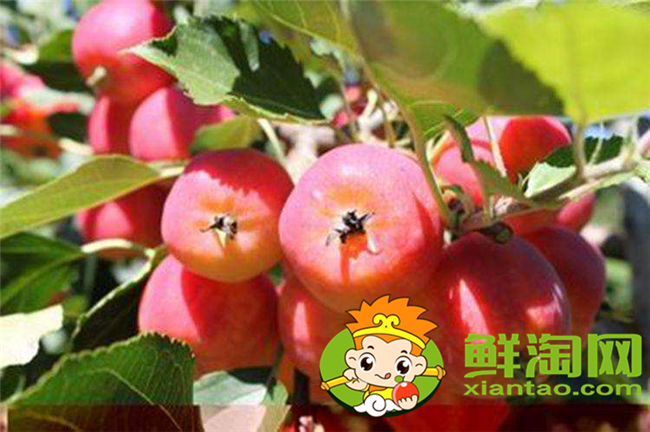 沙果k9是什么品种,沙果123和k9哪个好