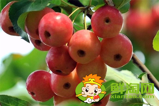 沙果k9是什么品种,沙果123和k9哪个好