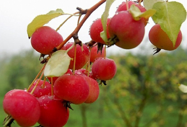 东北沙果产地在哪里,东北沙果品种有哪些