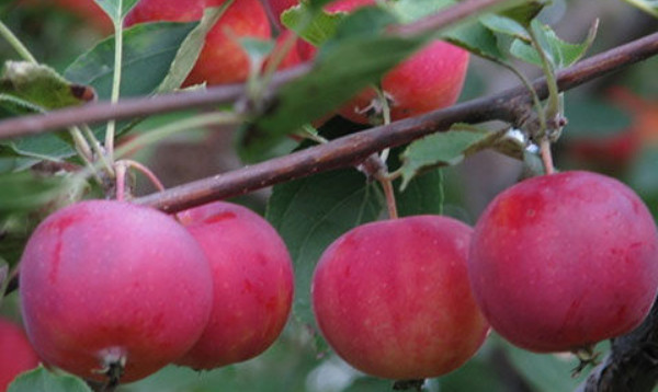 东北沙果产地在哪里,东北沙果品种有哪些