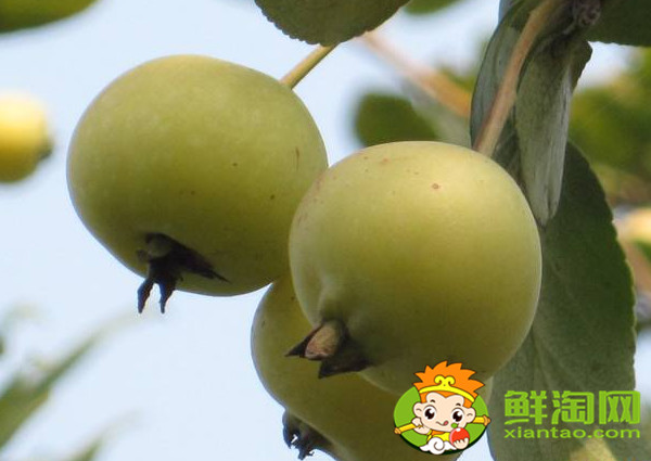 沙果怎样去核,家里沙果快速去核