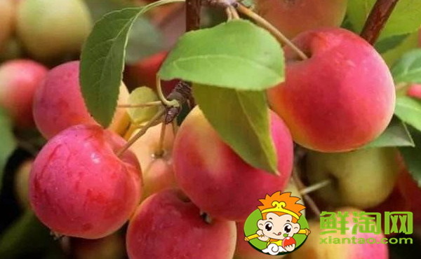 沙果是什么味道,沙果是山楂吗