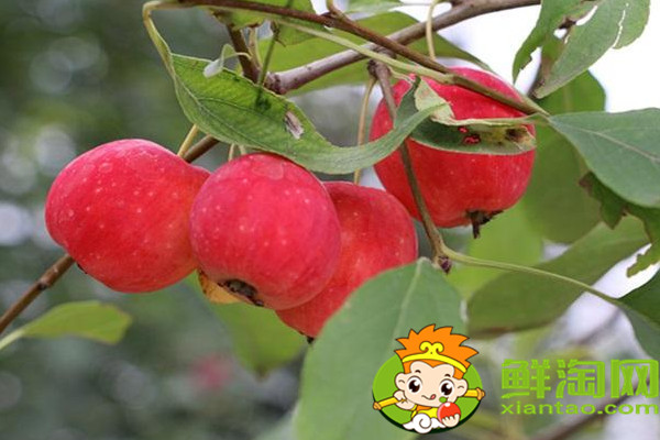 沙果是什么味道,沙果是山楂吗