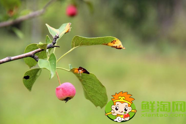 沙果是什么味道,沙果是山楂吗