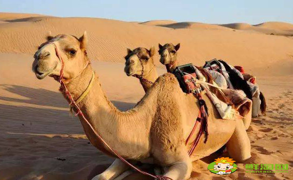 驼奶粉哪种好,什么品牌的骆驼奶粉最好