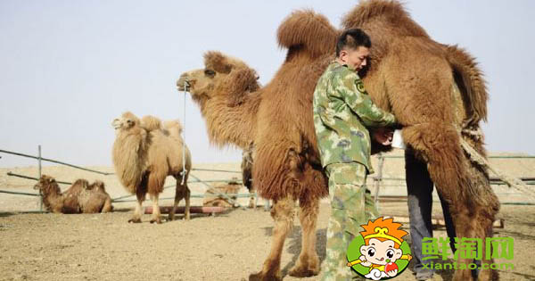 驼奶怎么样,驼奶的价格为什么会这么高