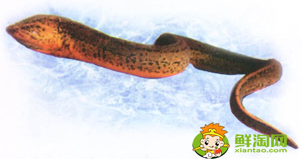黄鳝是雌雄同体吗,黄鳝为什么有灵性