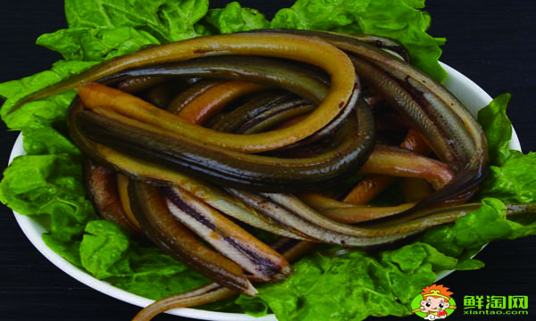 黄鳝吃鸡蛋吗,鳝鱼吃什么长得快