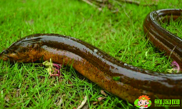 黄鳝吃鸡蛋吗,鳝鱼吃什么长得快