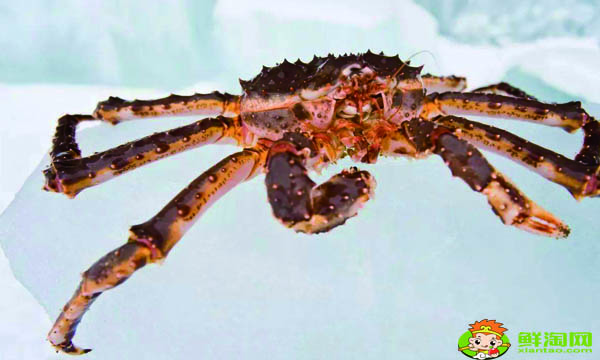 世界最大的帝王蟹有多大,帝王蟹产地哪里最好吃
