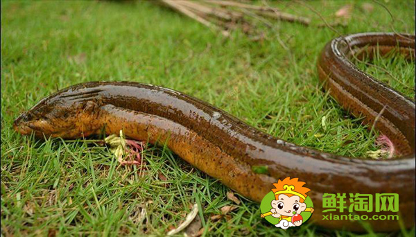 家养黄鳝吃什么食物,野生黄鳝和家养的有什么区别