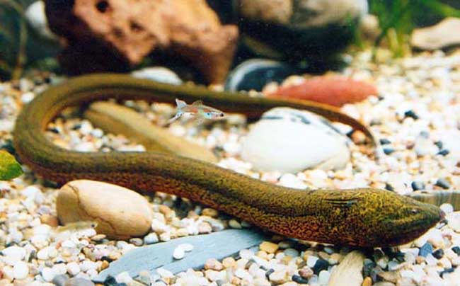 家养黄鳝吃什么食物,野生黄鳝和家养的有什么区别